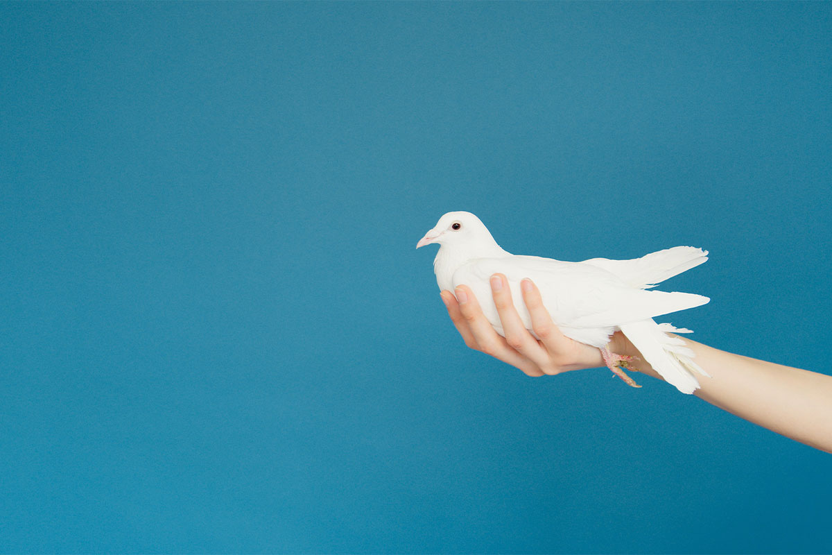 Eine Hand hält eine weiße Taube vor blauem Hintergrund.